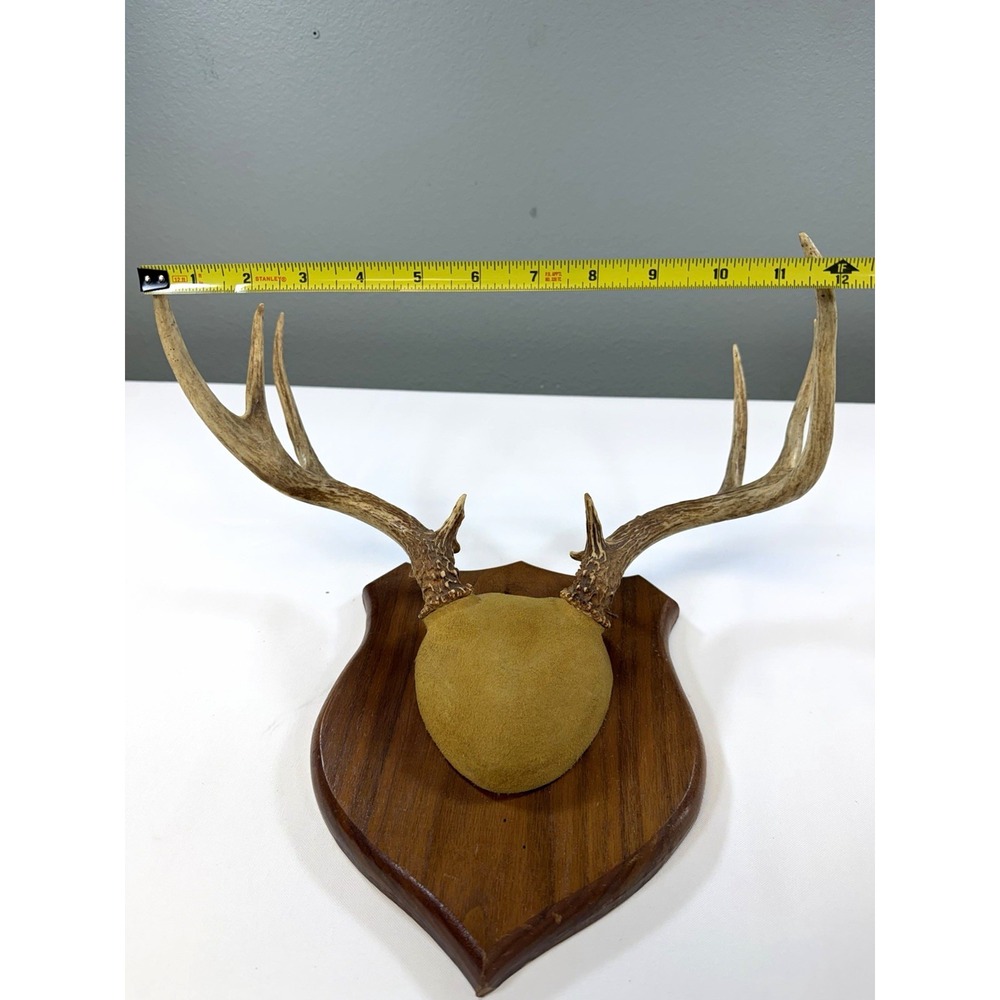 Vintage Whitetail Deer Antler Plaque Mount 8 Point Horns Cabin Decor Taxidermy